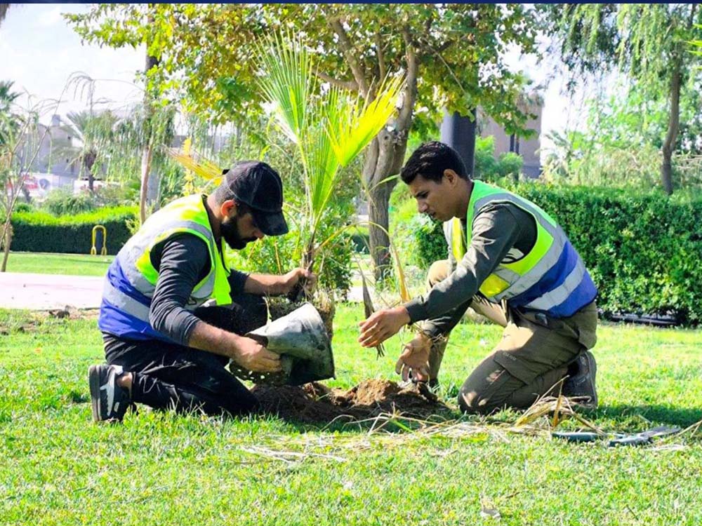 عمال بلدية الموصل يزرعون شتلات الأشجار في حديقة الشهداء ضمن حملة التشجير الخريفية لزيادة المساحات الخضراء.