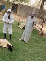 الحمي النزفیة